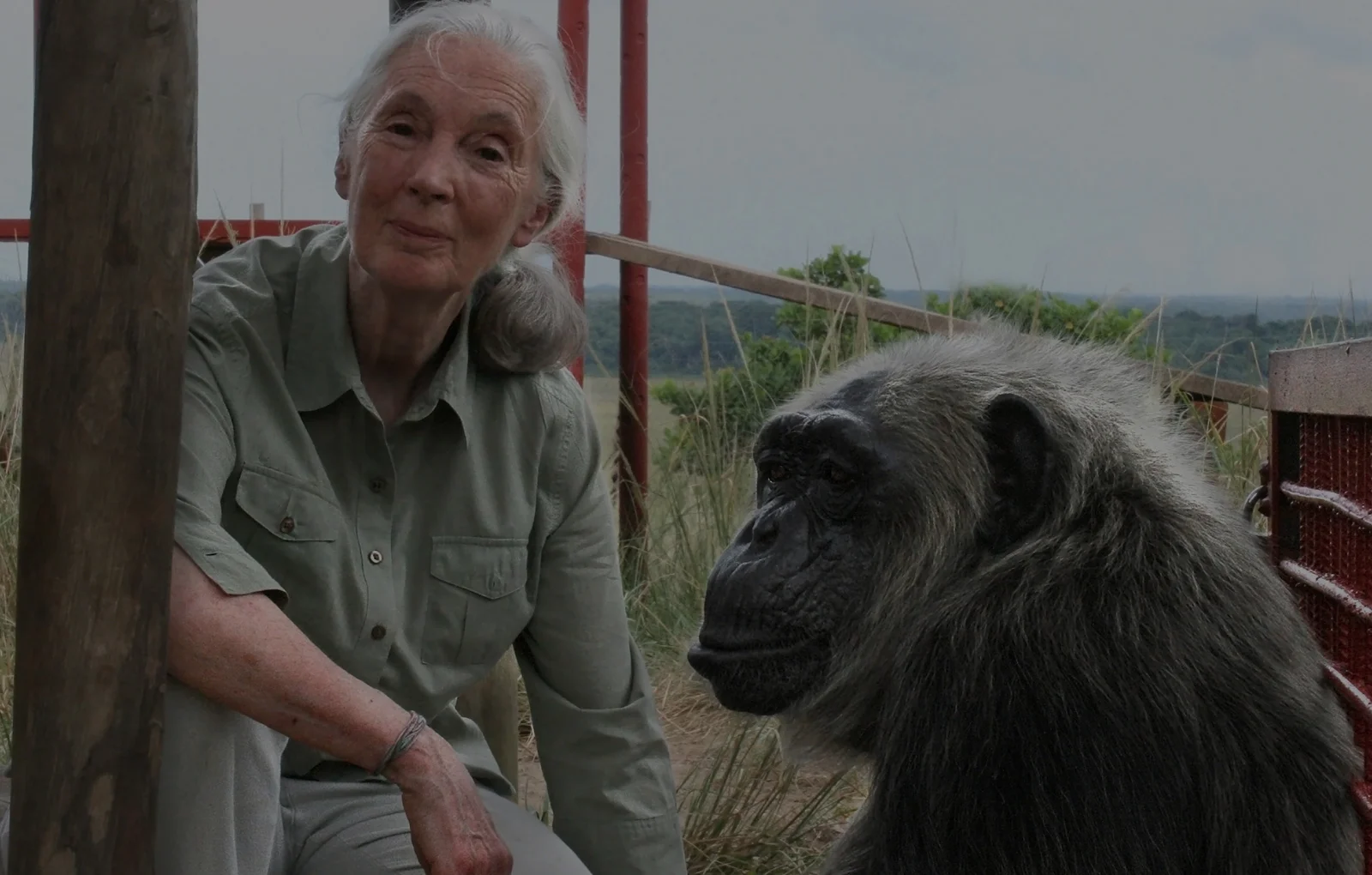 Jane Goodall Banner